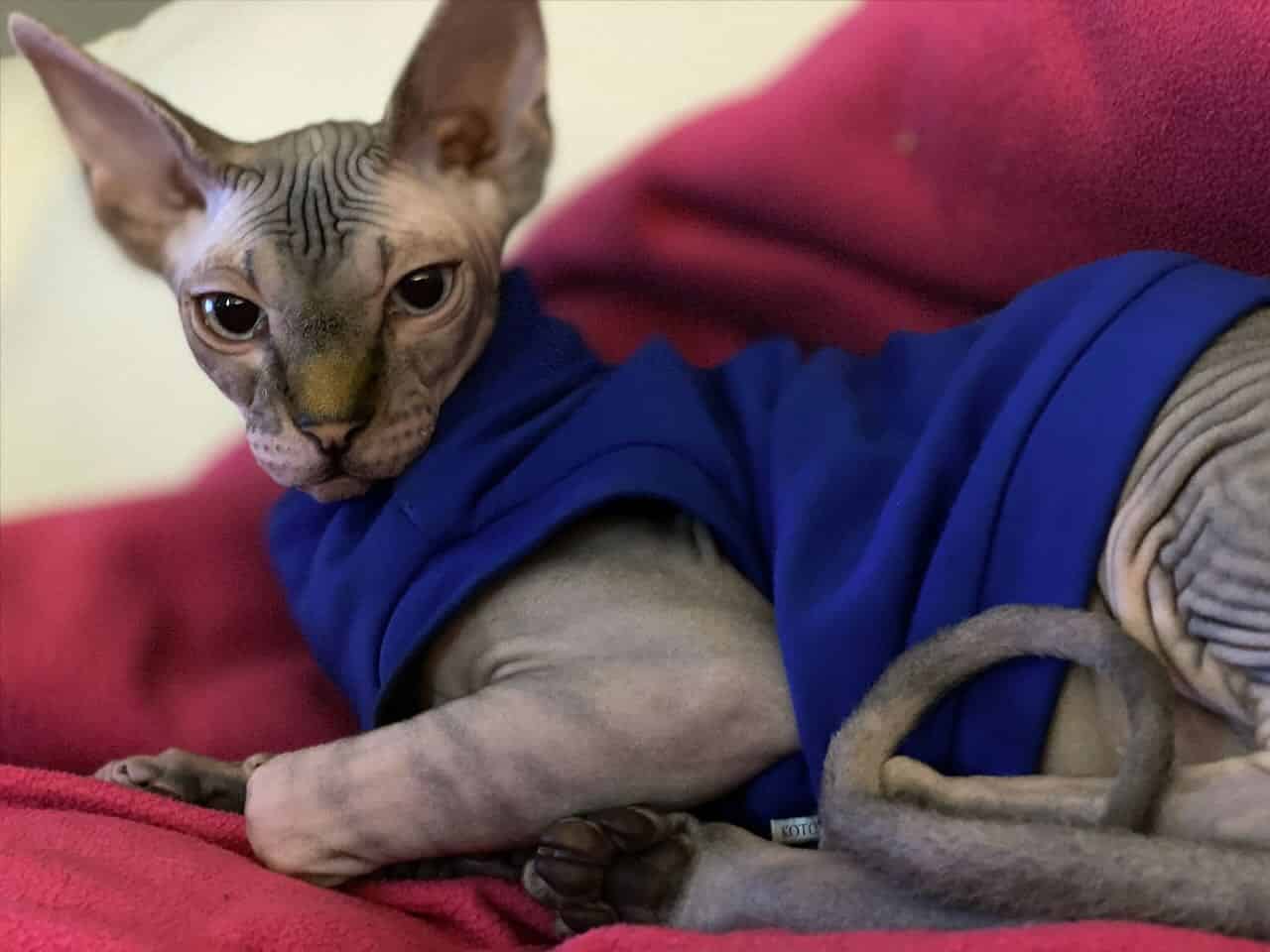 strudel - IMG_0087.jpeg