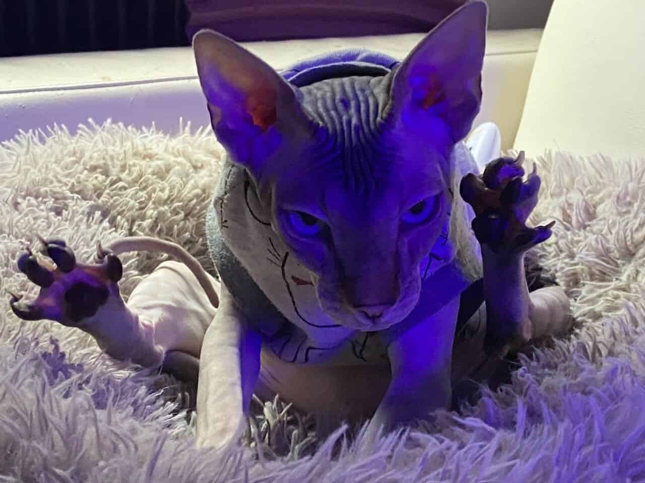 strudel - IMG_0093.jpeg