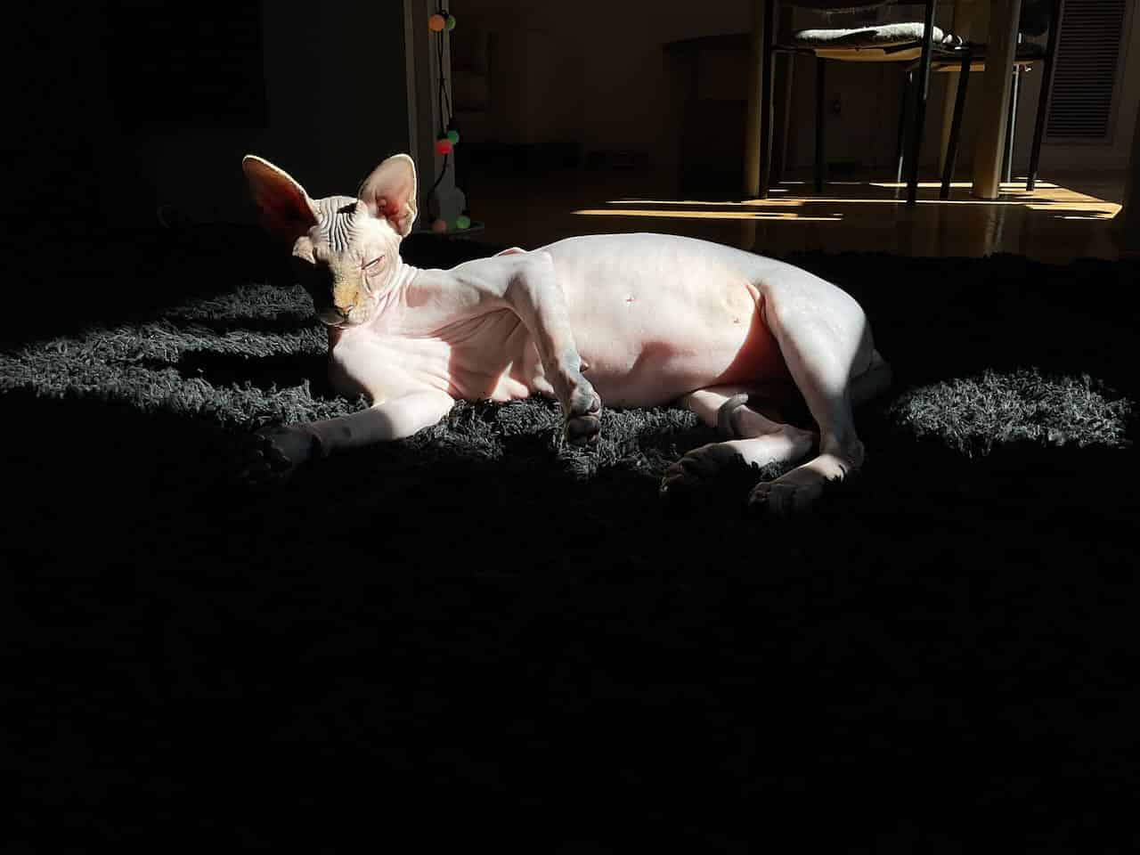 strudel - IMG_0117.jpeg