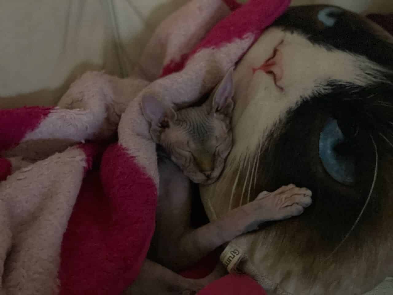 strudel - IMG_0196.jpeg