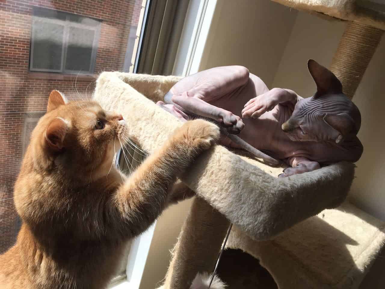 strudel - IMG_0340.jpeg