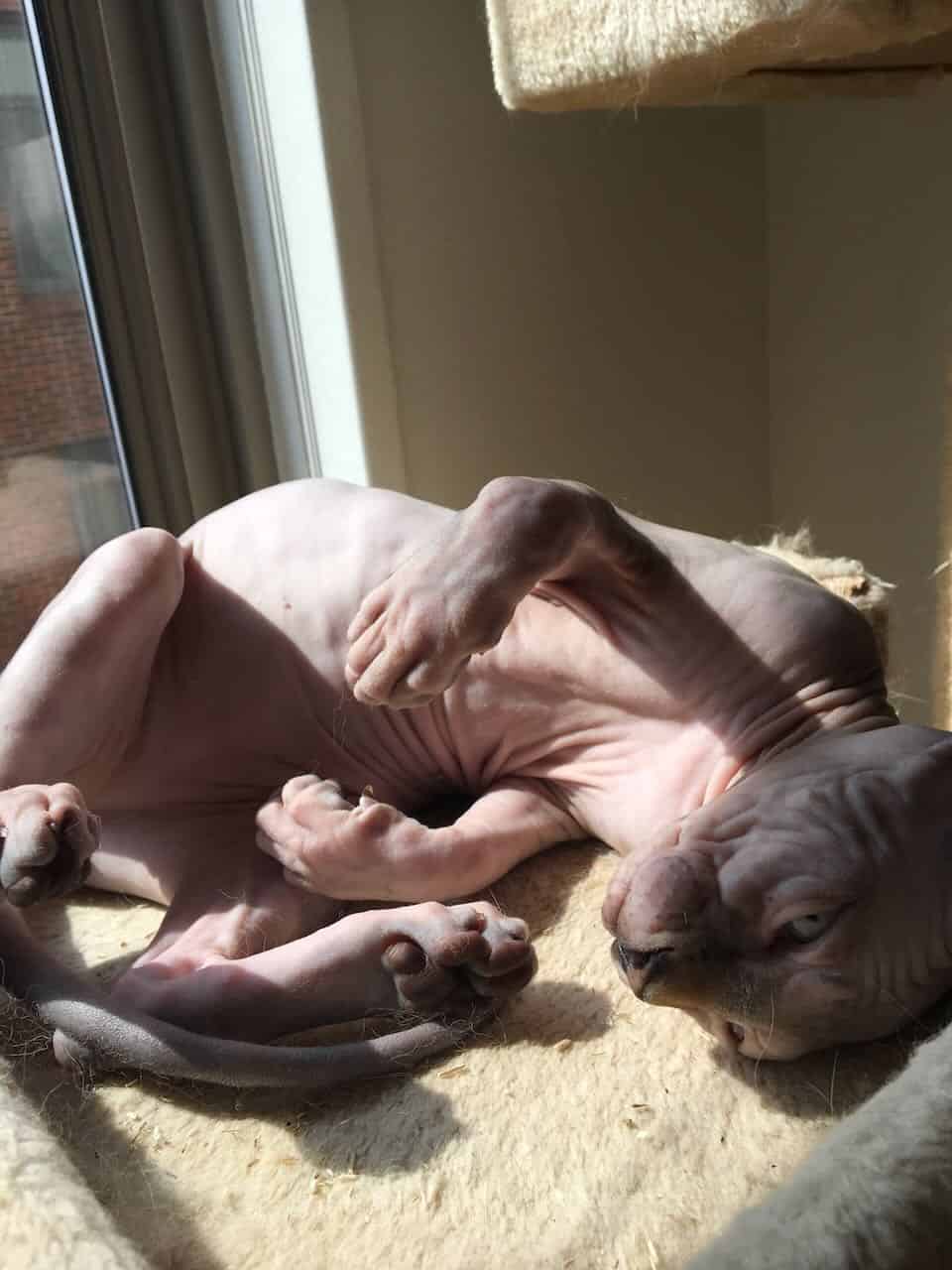 strudel - IMG_0347.jpeg