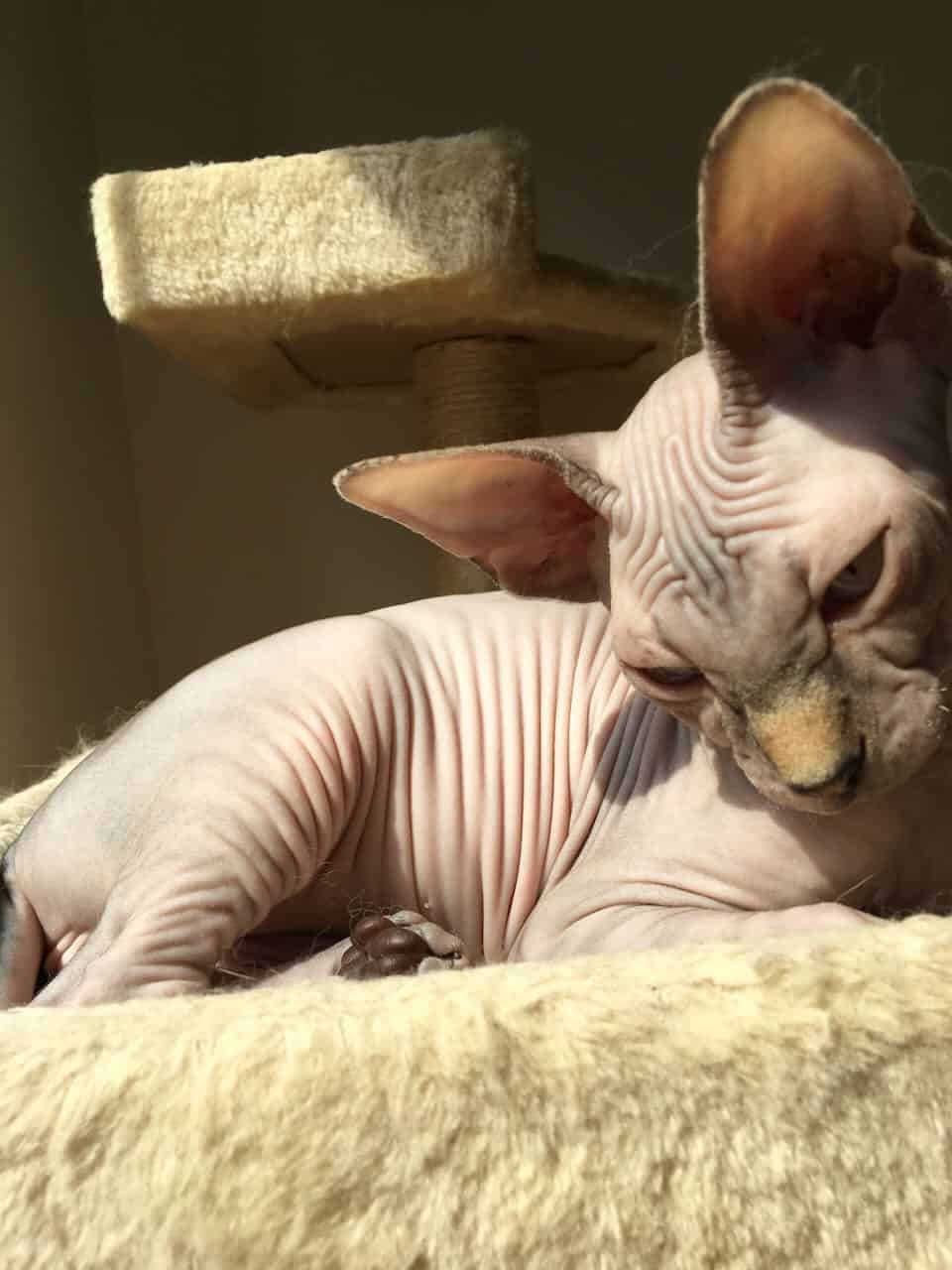 strudel - IMG_0354.jpeg