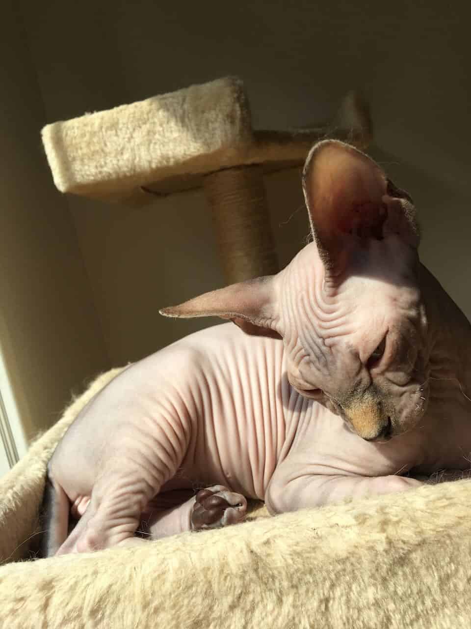 strudel - IMG_0355.jpeg