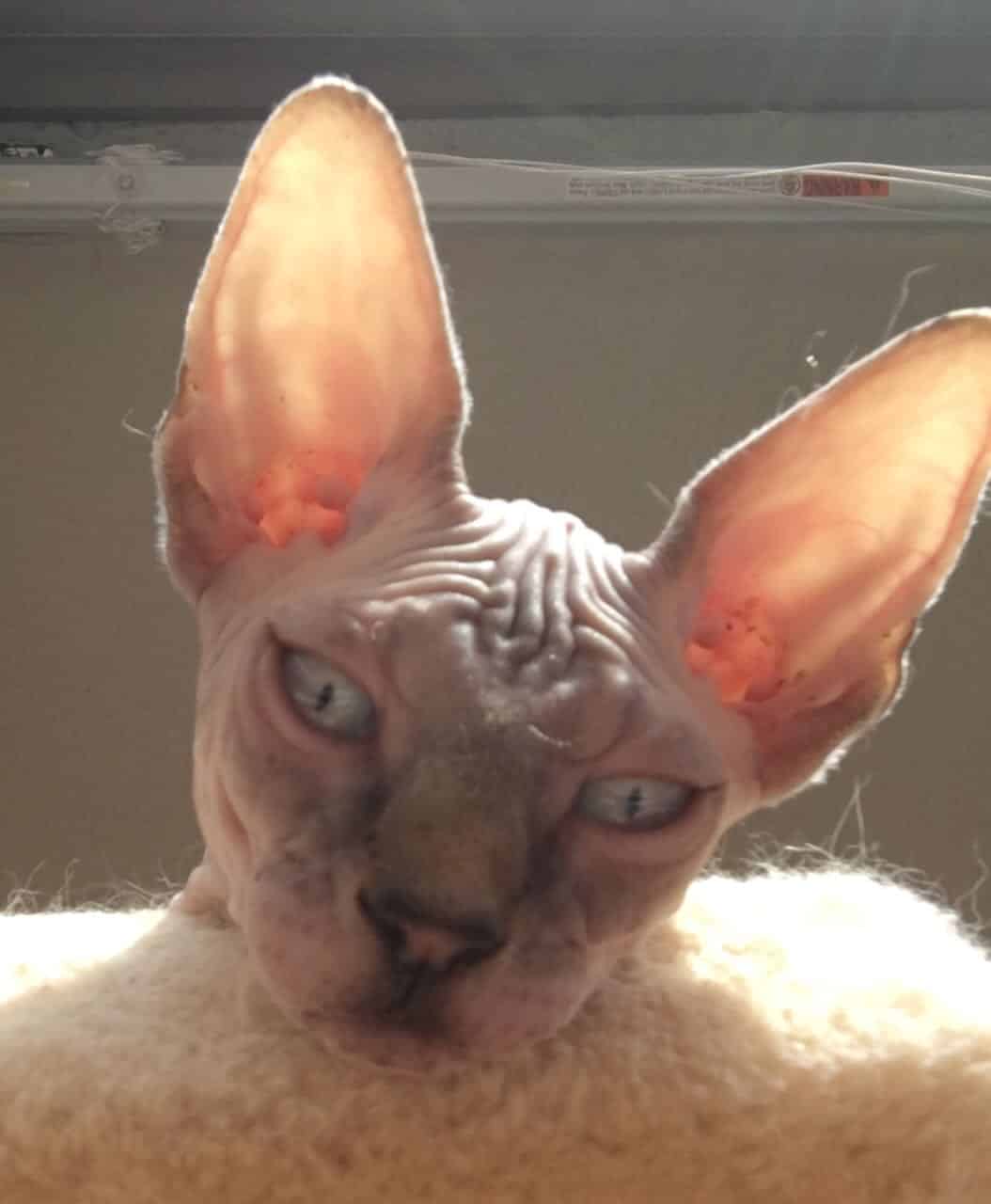 strudel - IMG_0356.jpeg