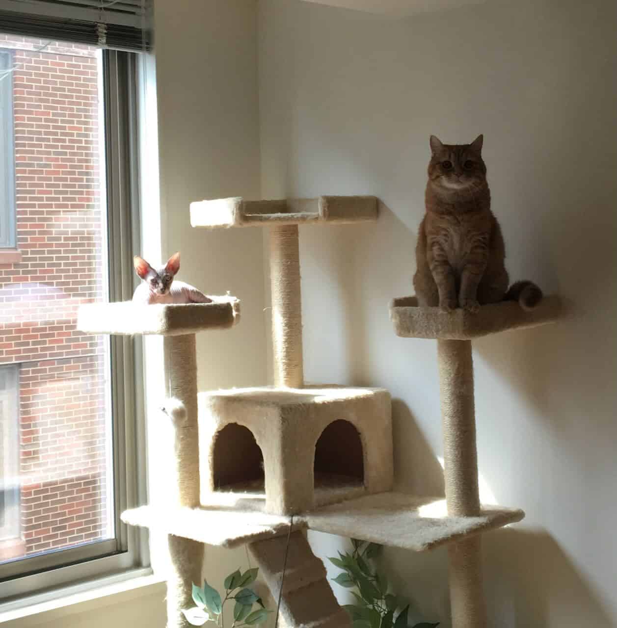 strudel - IMG_0359.jpeg