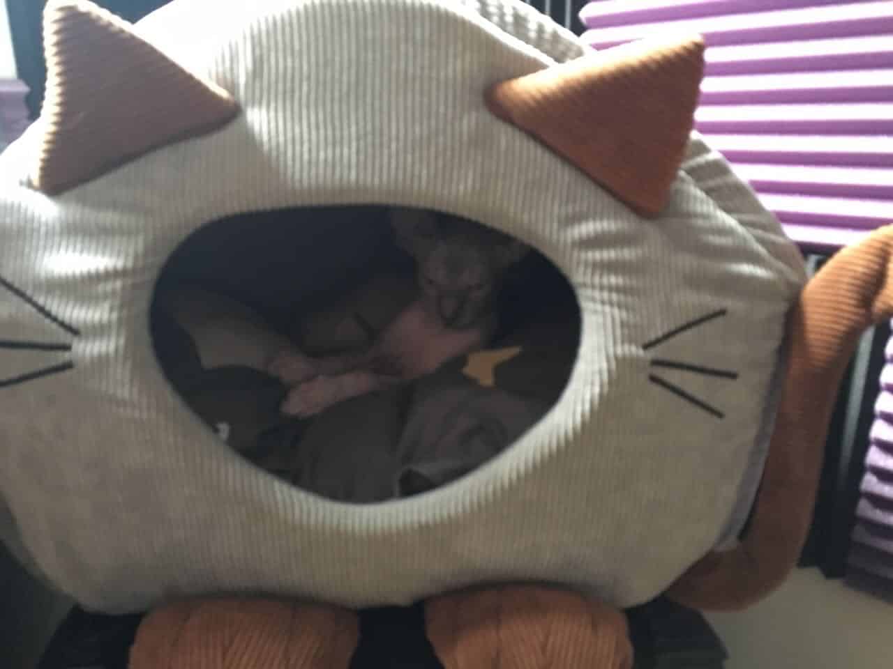 strudel - IMG_0361.jpeg