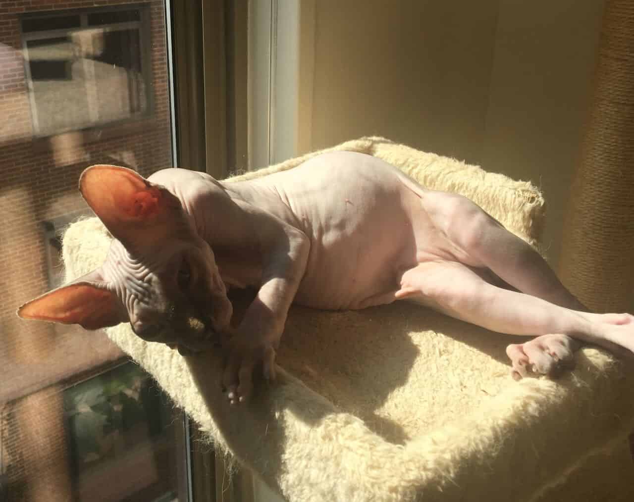 strudel - IMG_0369.jpeg