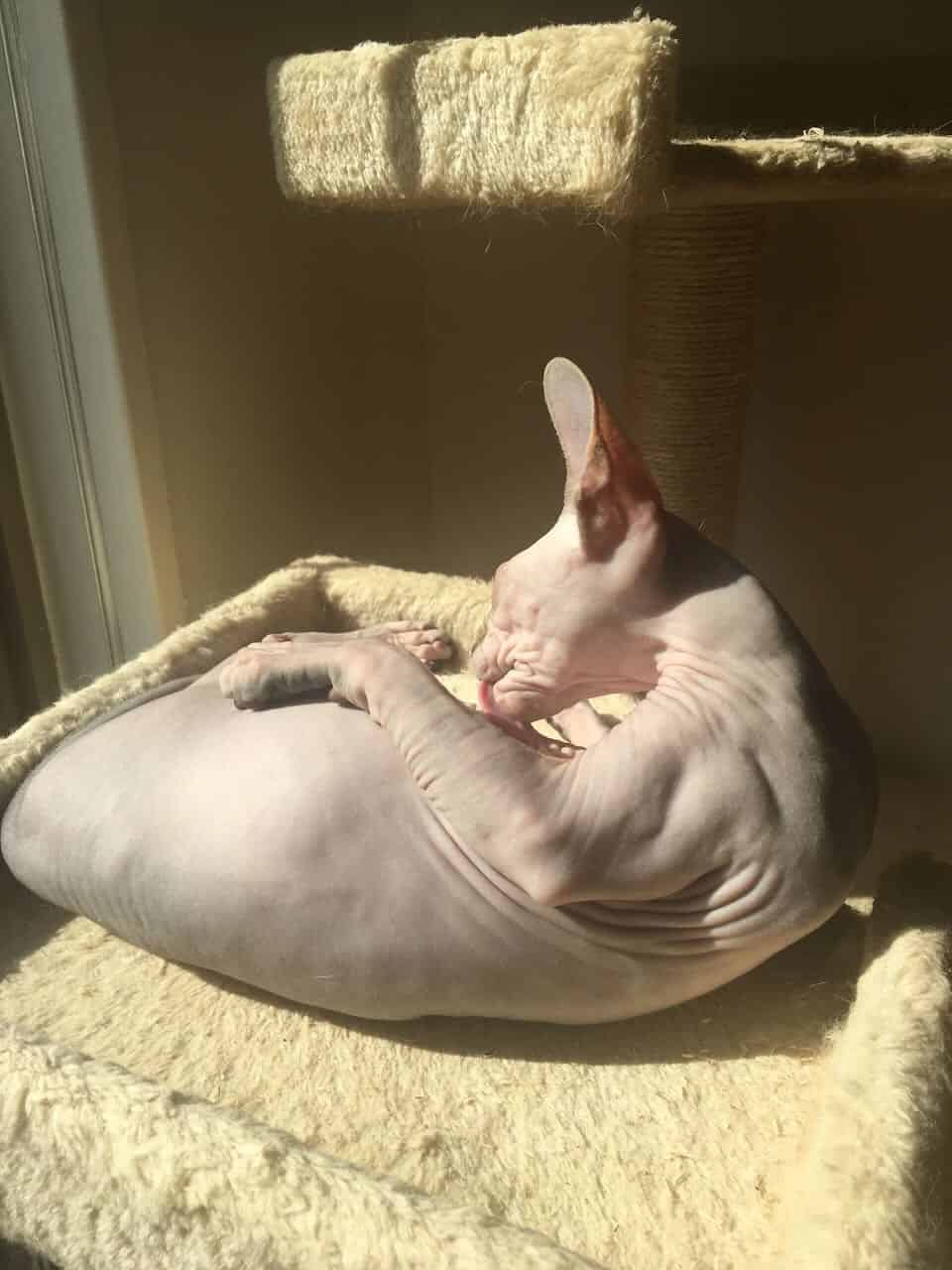 strudel - IMG_0370.jpeg