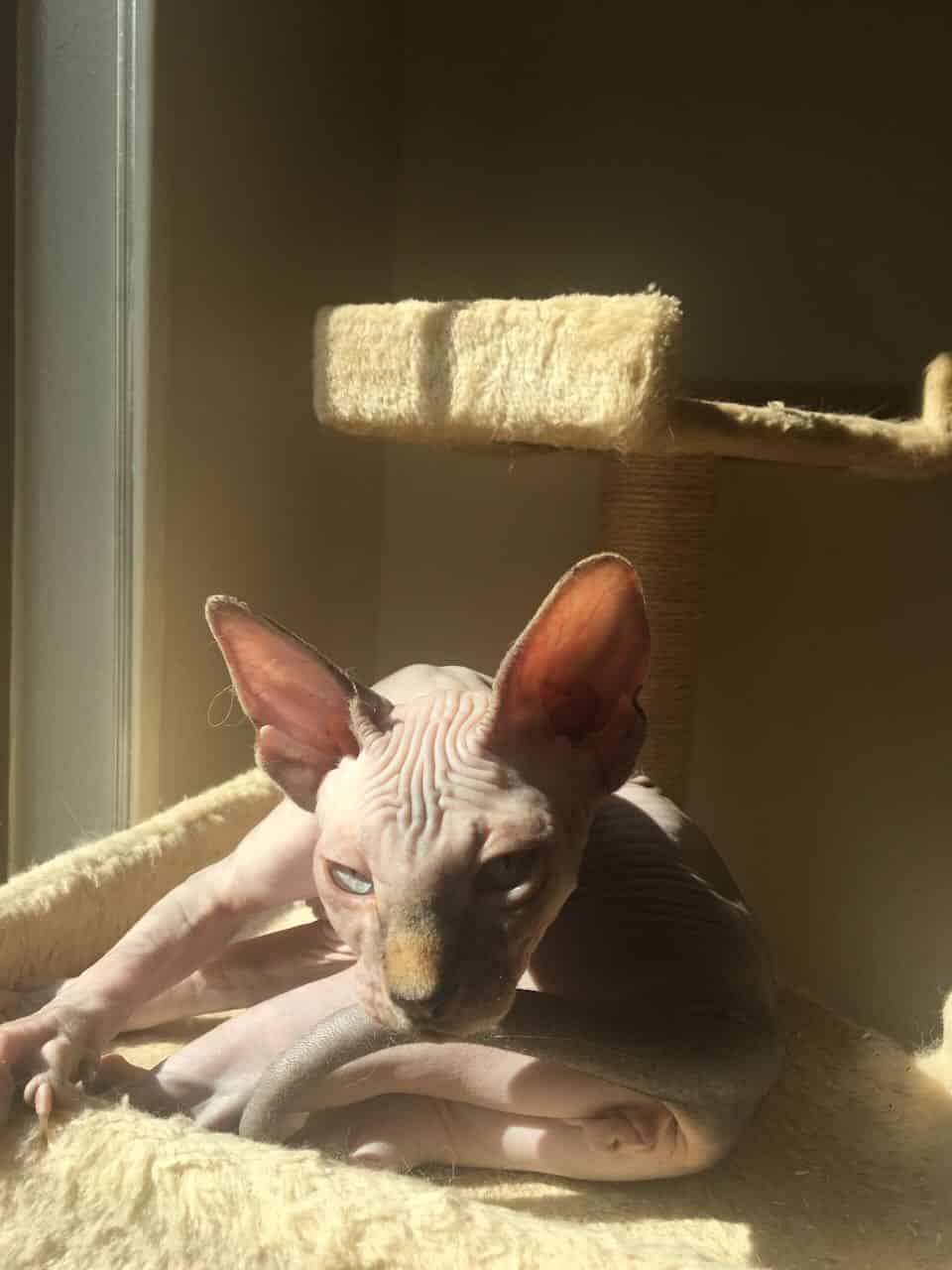 strudel - IMG_0373.jpeg