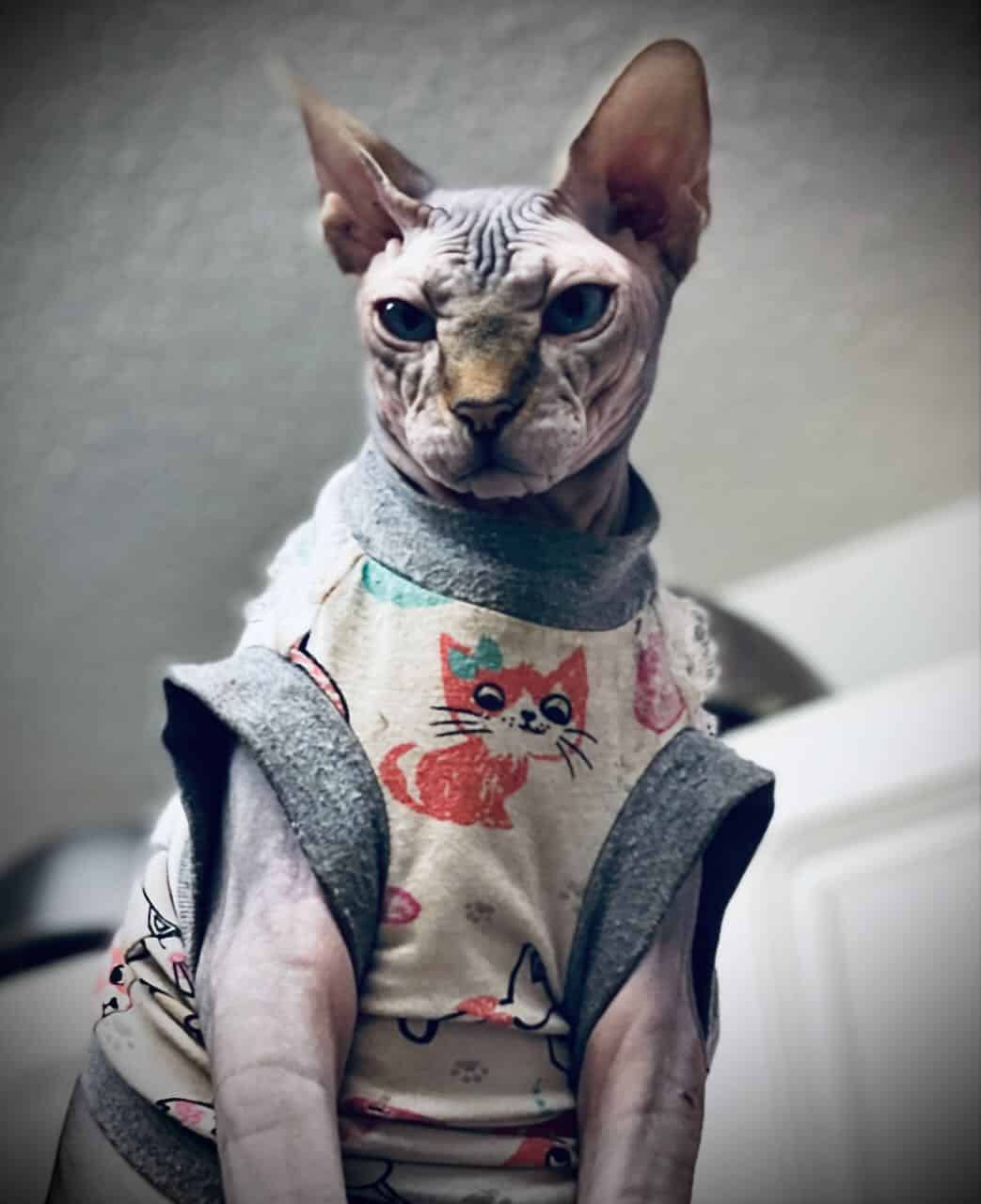 strudel - IMG_0379.jpeg