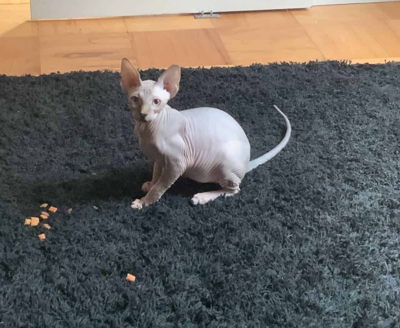 strudel - IMG_0399.jpeg