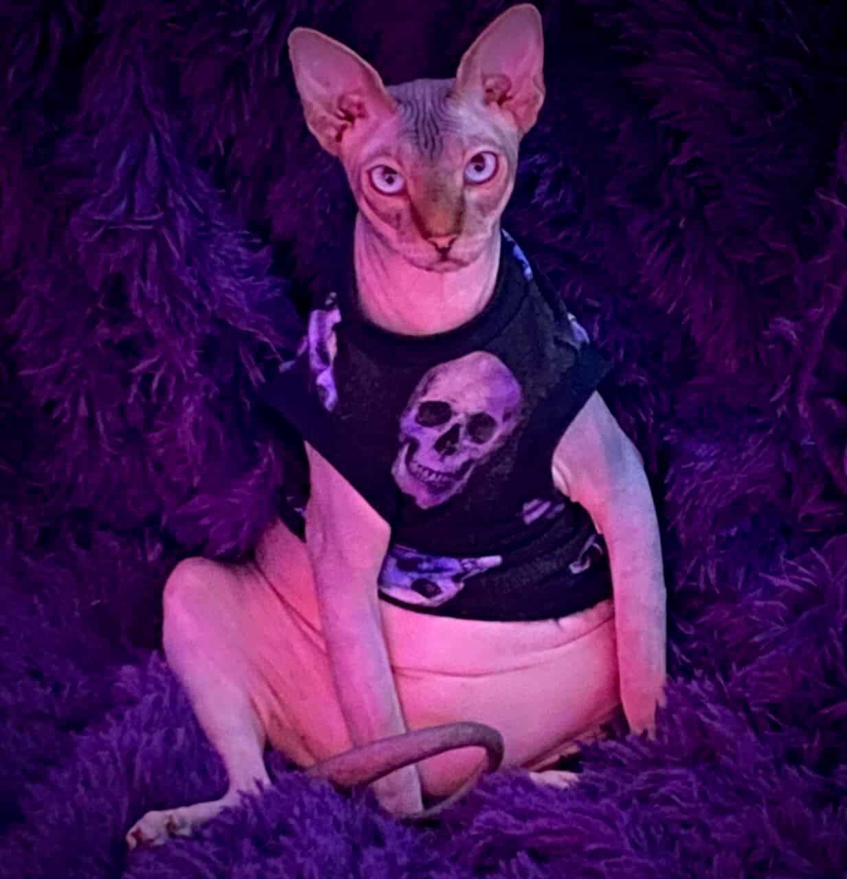 strudel - IMG_0416.jpeg