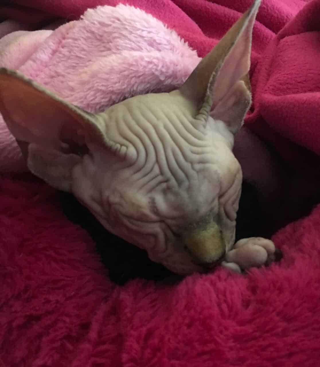 strudel - IMG_0426.jpeg