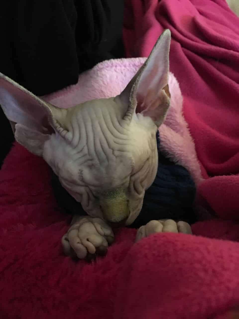 strudel - IMG_0431.jpeg