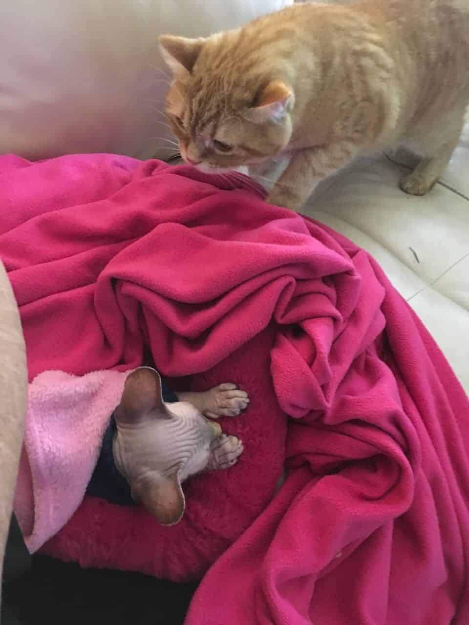 strudel - IMG_0433.jpeg