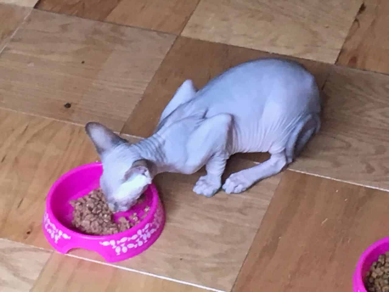 strudel - IMG_0437.jpeg