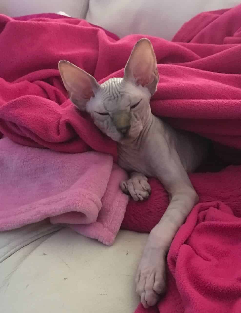 strudel - IMG_0439.jpeg