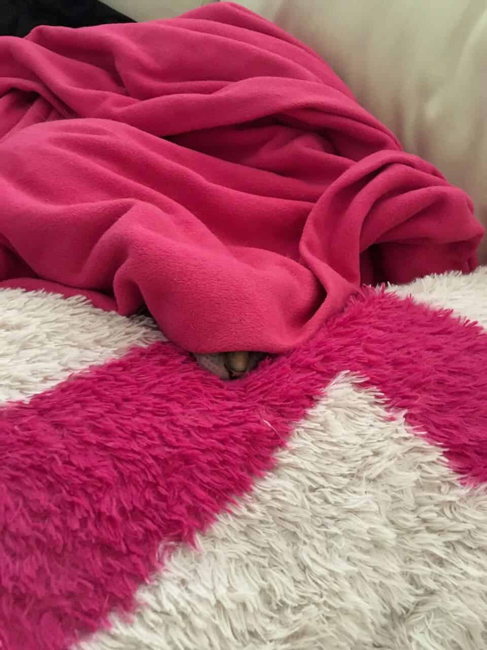 strudel - IMG_0442.jpeg