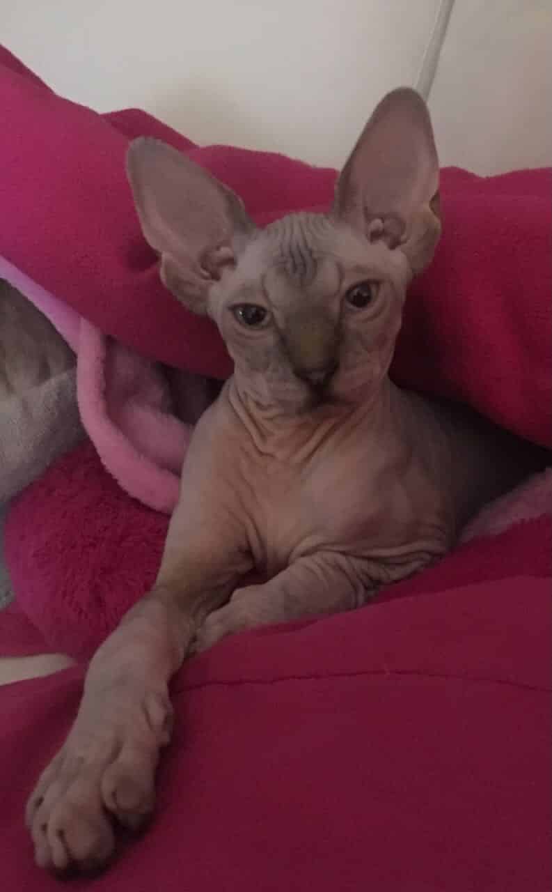 strudel - IMG_0455.jpeg