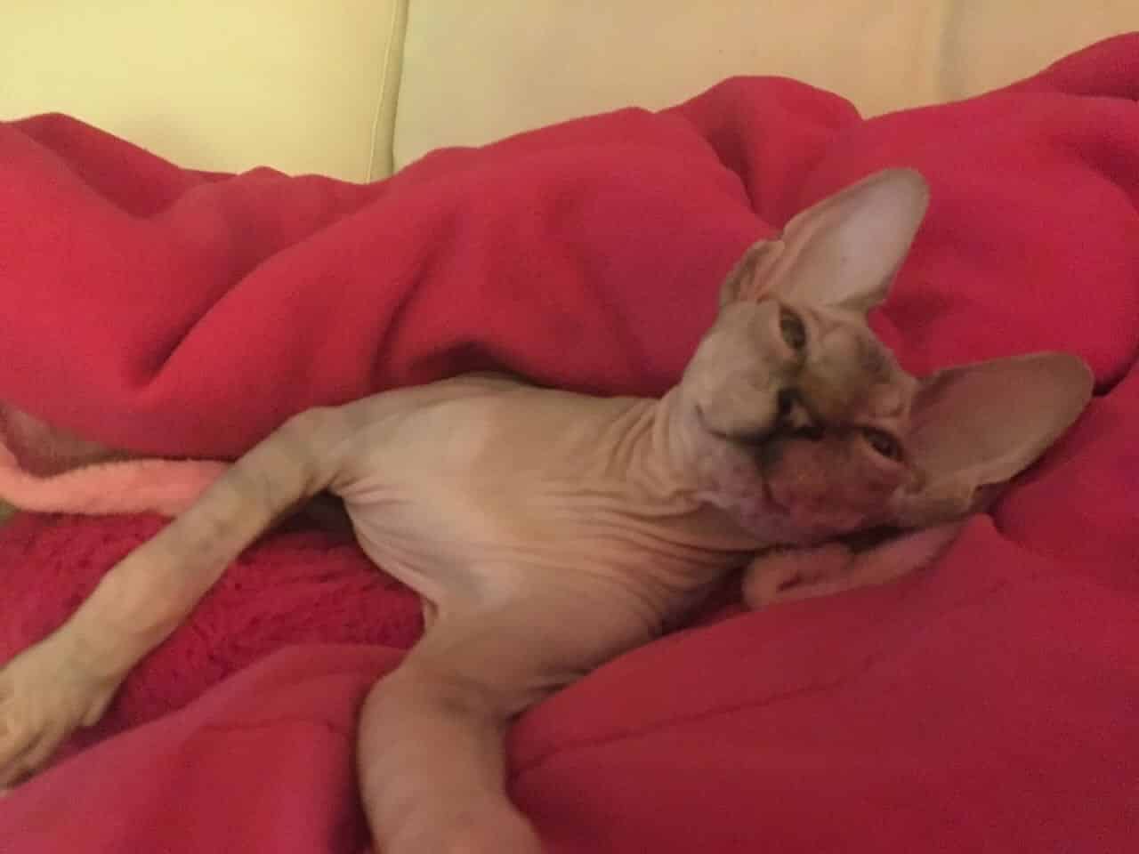 strudel - IMG_0458.jpeg