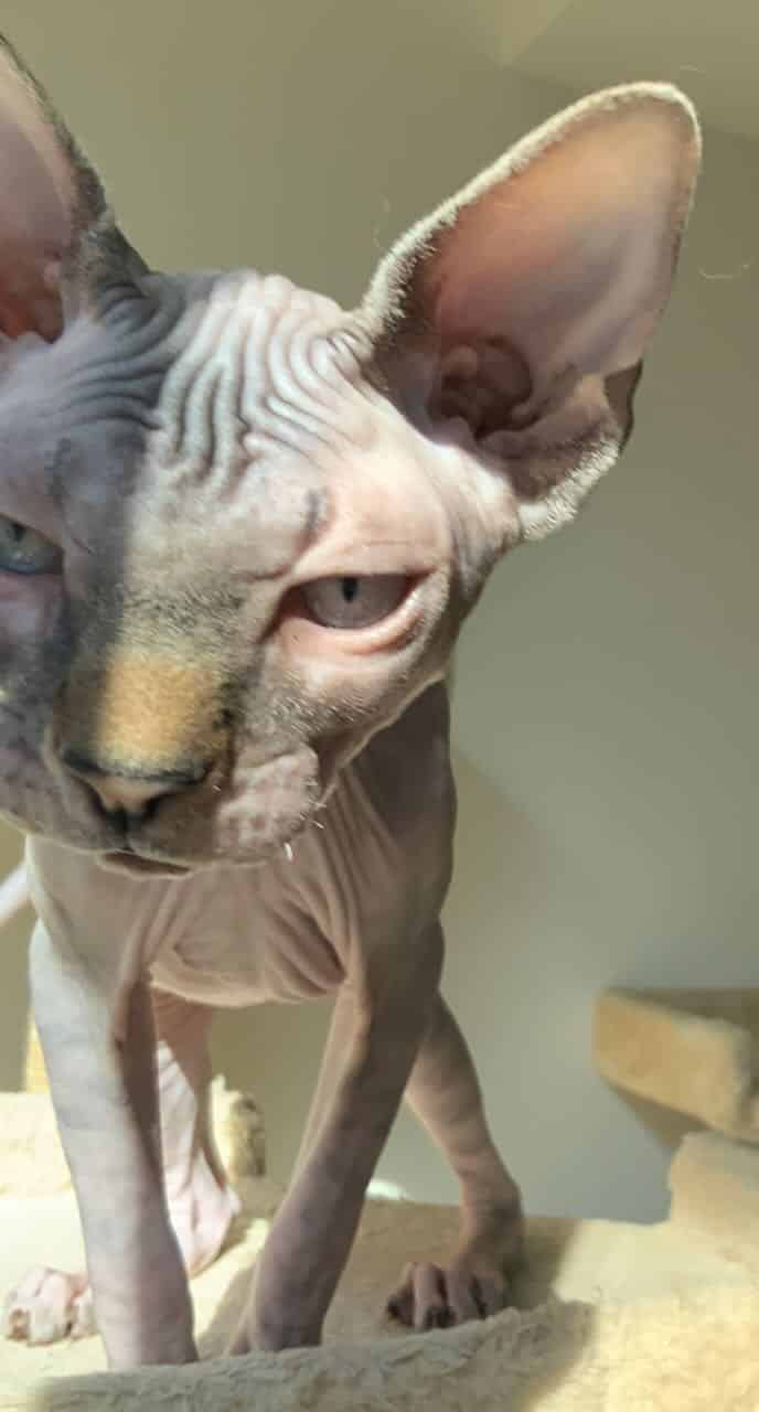 strudel - IMG_0491.jpeg