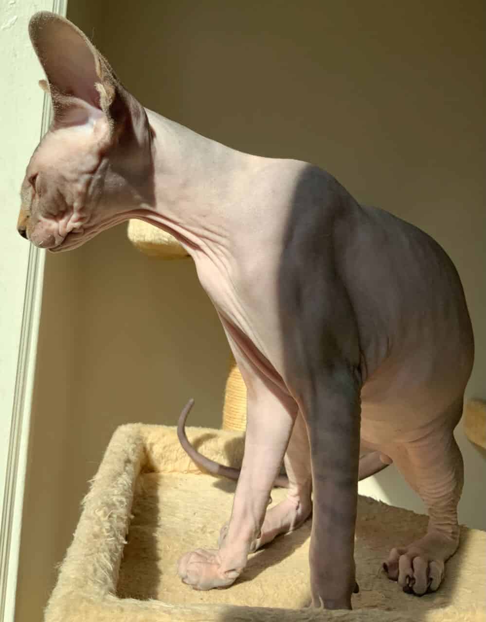 strudel - IMG_0493.jpeg