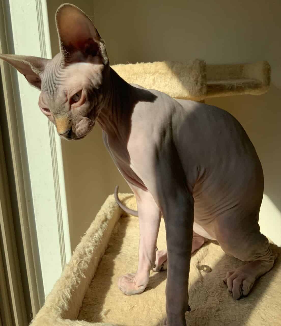 strudel - IMG_0495.jpeg