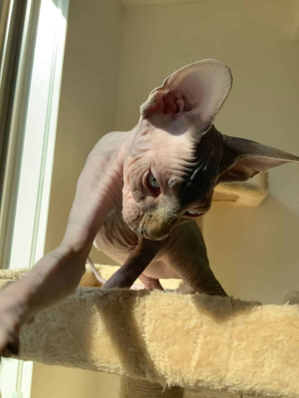 strudel - IMG_0497.jpeg