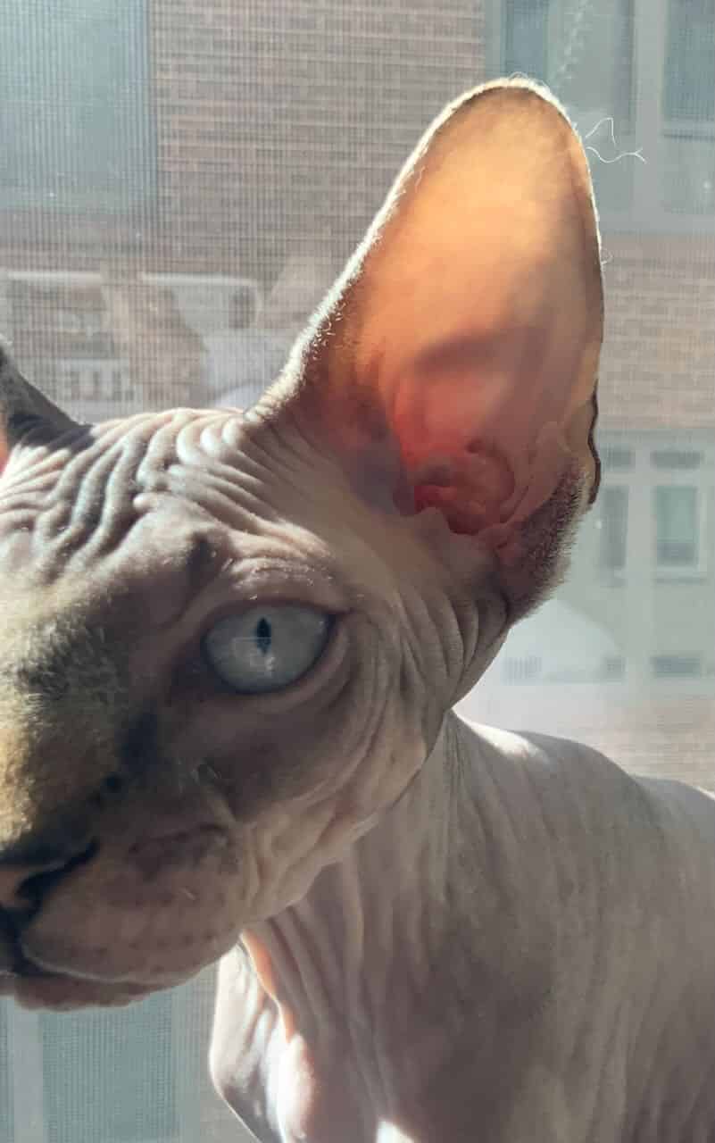 strudel - IMG_0507.jpeg