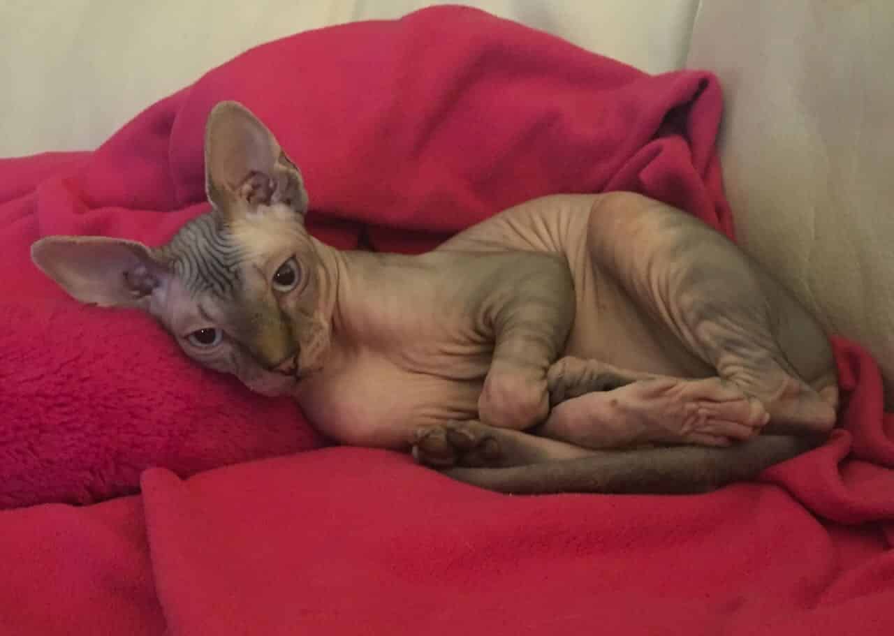 strudel - IMG_0515.jpeg