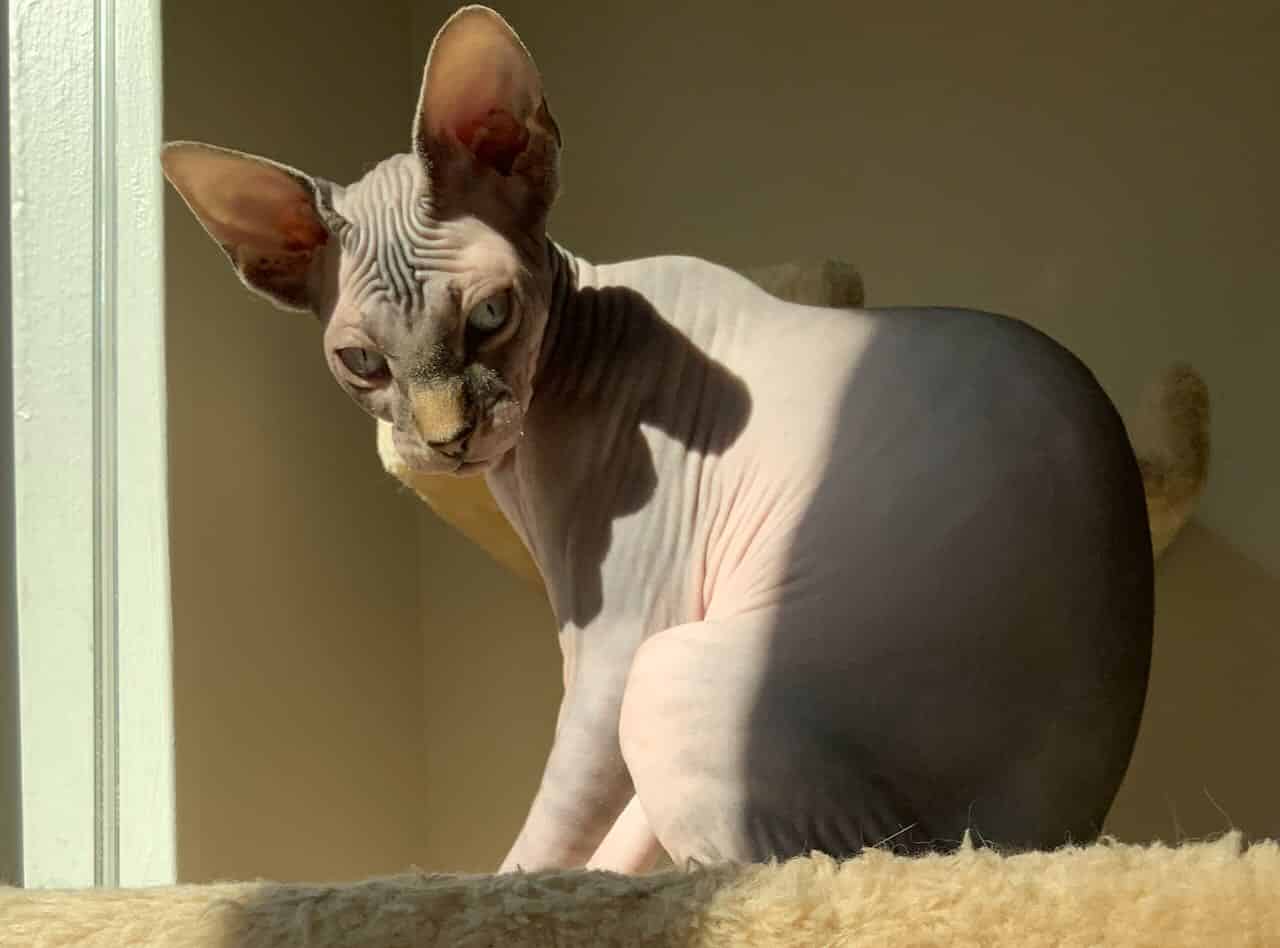 strudel - IMG_0516.jpeg