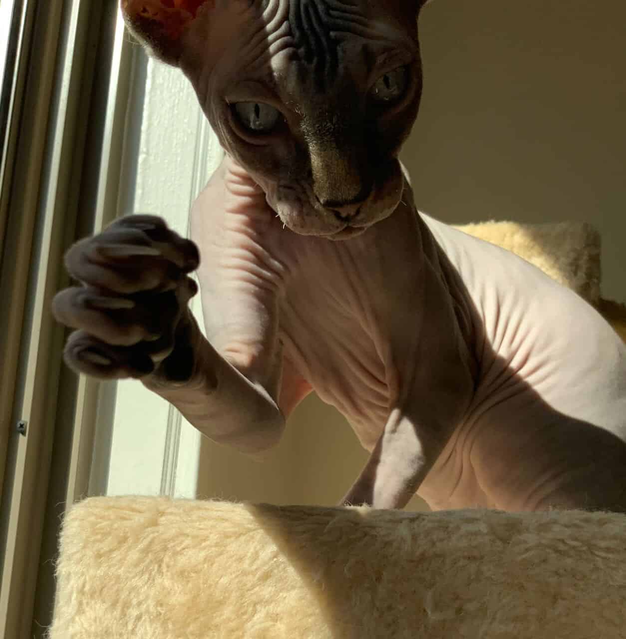 strudel - IMG_0517.jpeg