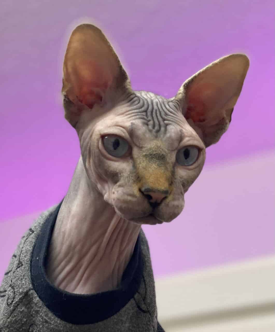 strudel - IMG_0530.jpeg