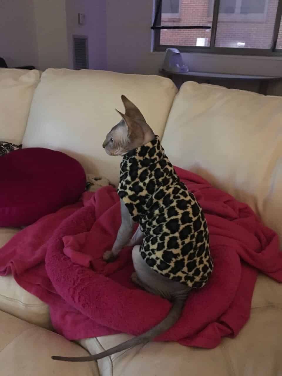 strudel - IMG_0538.jpeg