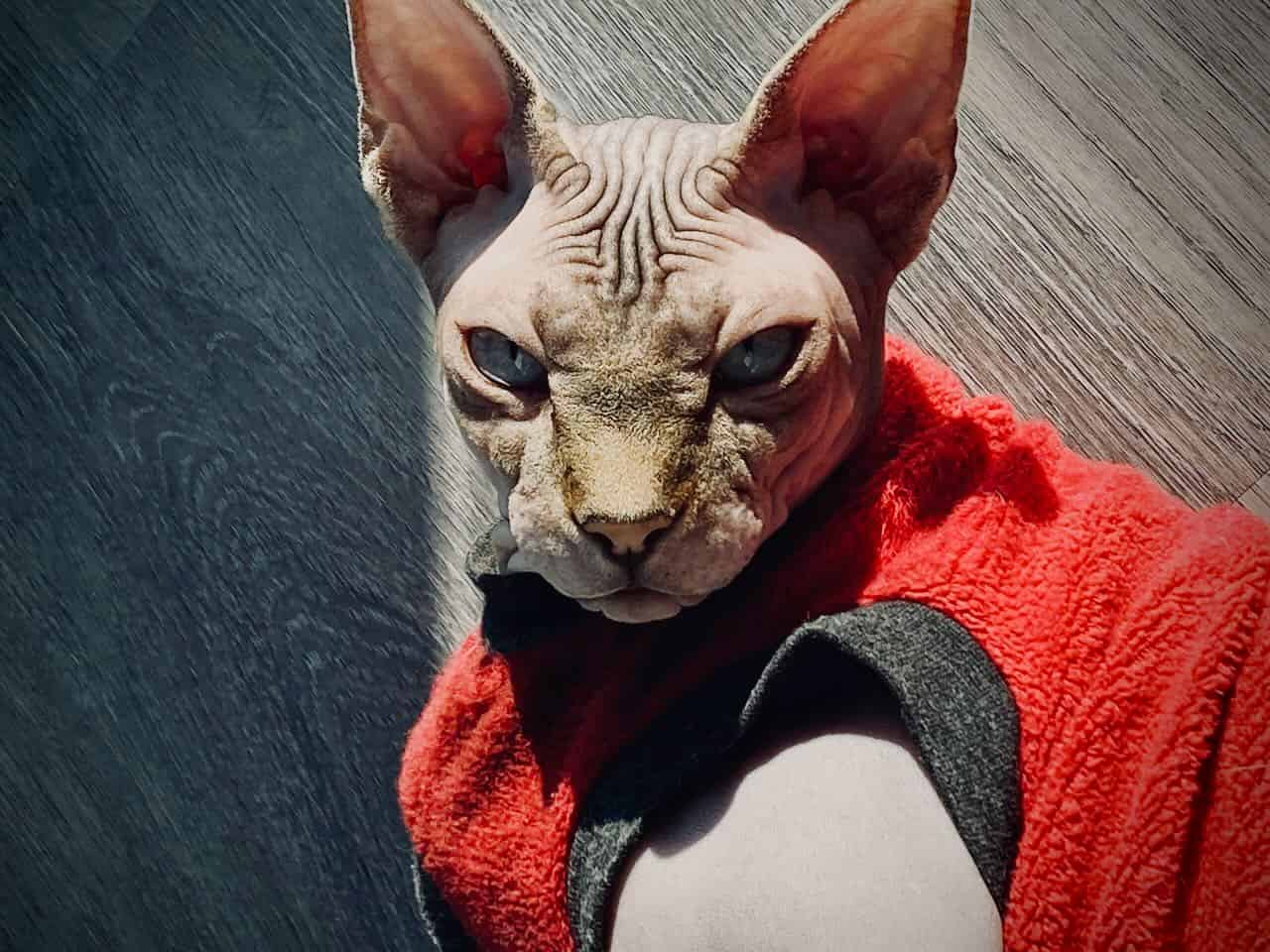 strudel - IMG_0616.jpeg