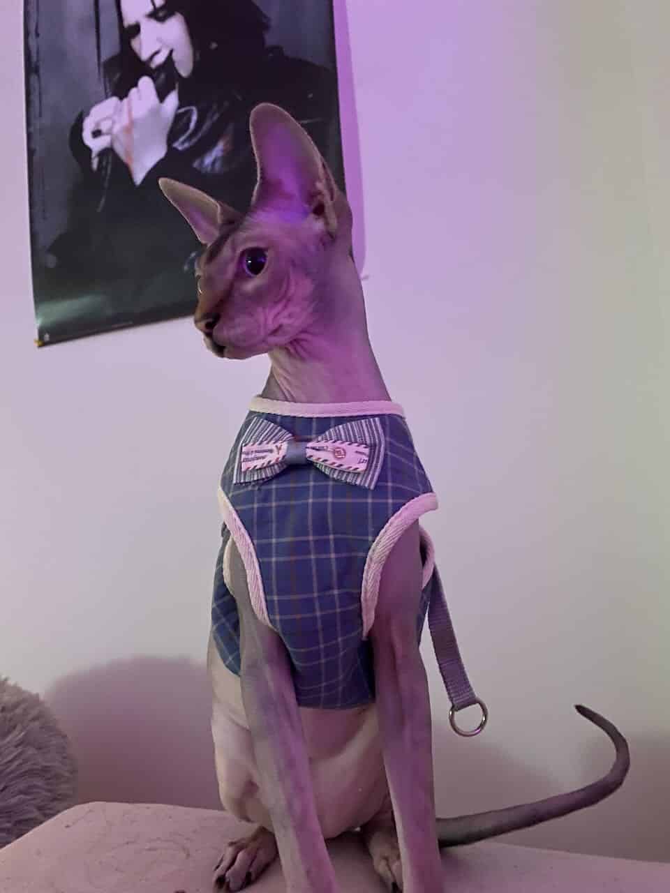 strudel - IMG_0709.jpeg