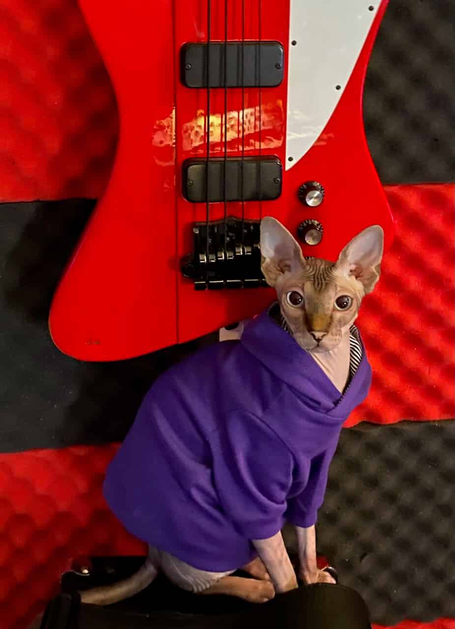 strudel - IMG_0946.jpeg