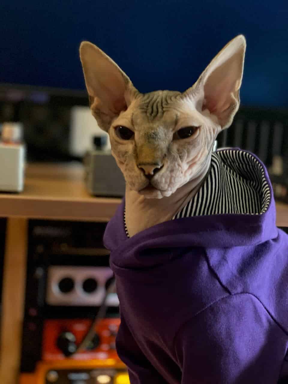 strudel - IMG_0952.jpeg