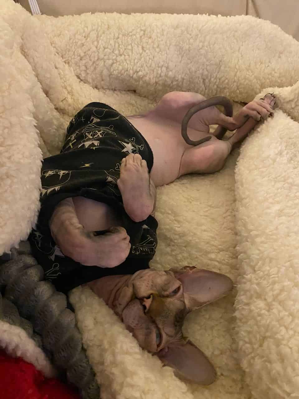 strudel - IMG_1121.jpeg