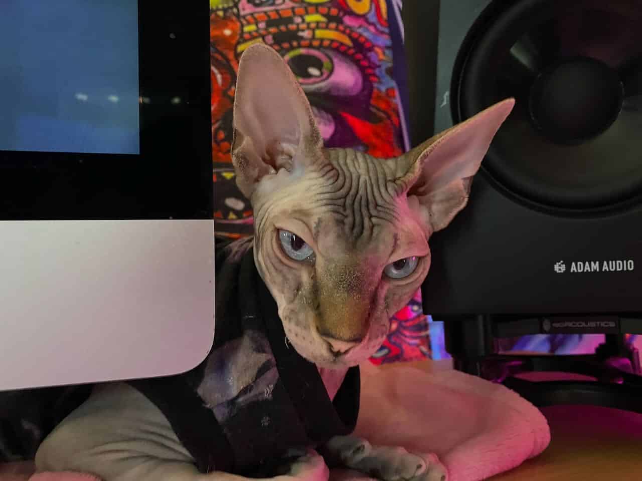 strudel - IMG_1162.jpeg