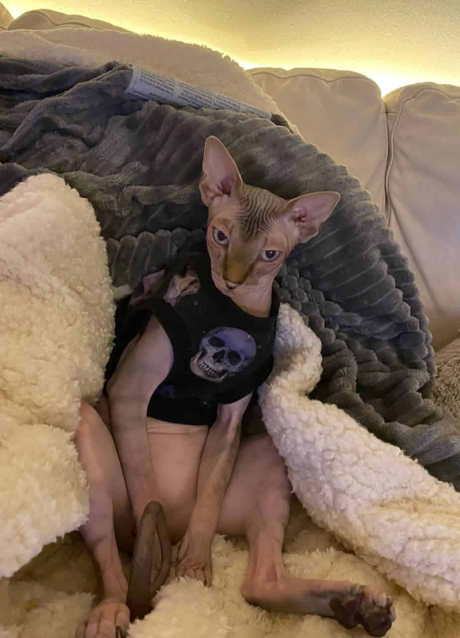 strudel - IMG_1170.jpeg