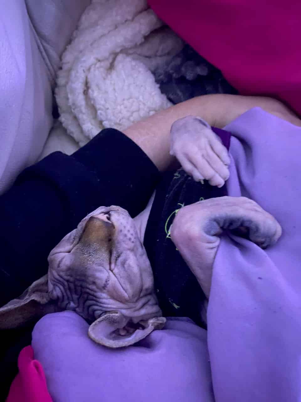 strudel - IMG_1419.jpeg