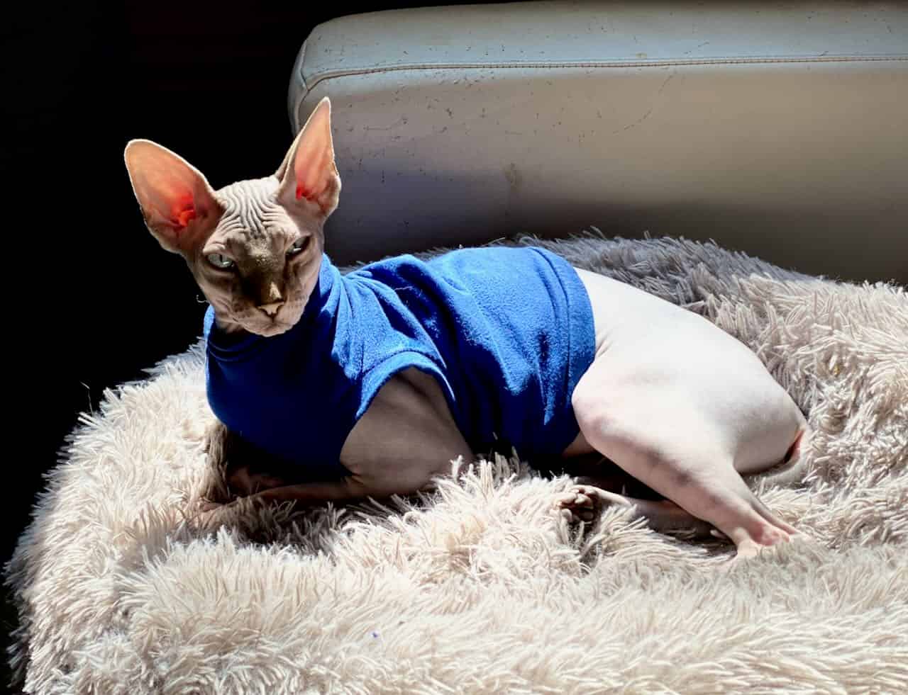 strudel - IMG_1481.jpeg