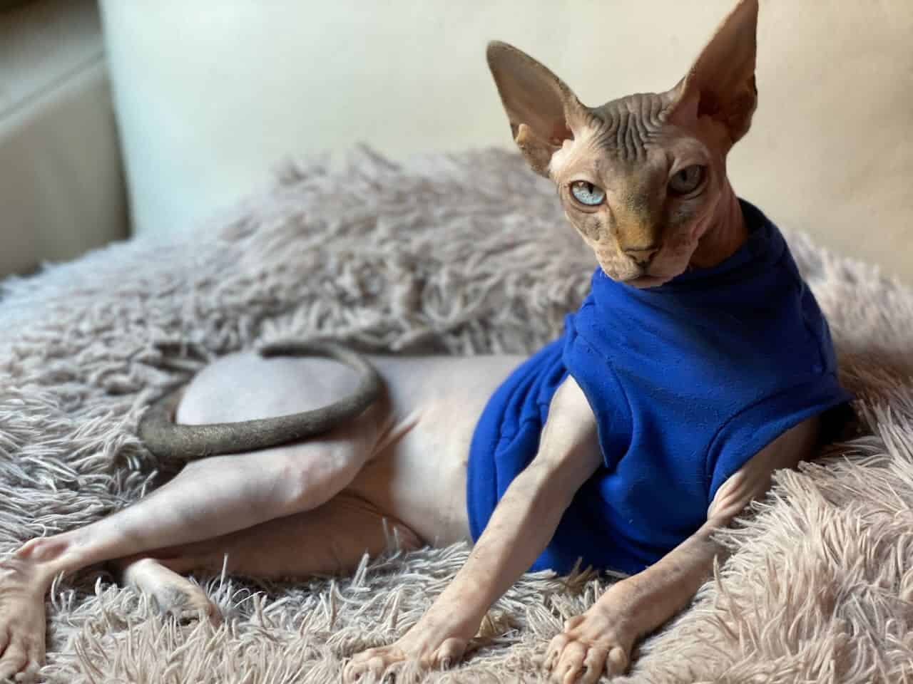 strudel - IMG_1507.jpeg