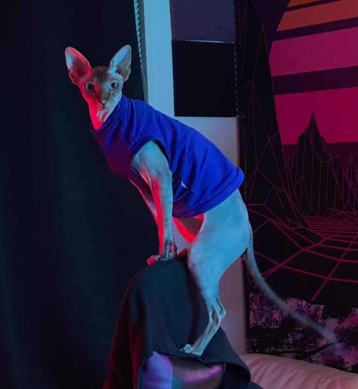 strudel - IMG_1520.jpeg