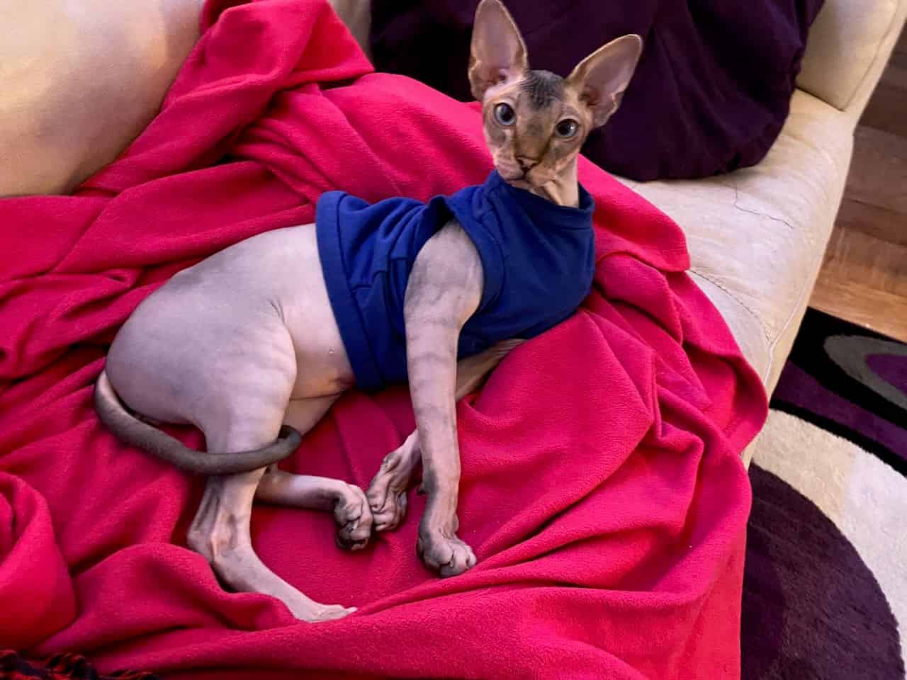 strudel - IMG_1542.jpeg