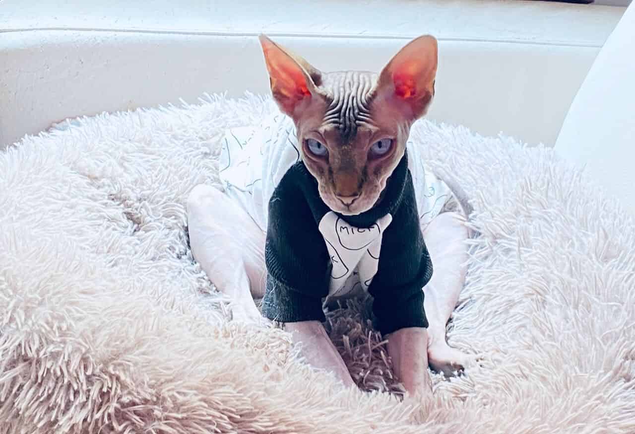 strudel - IMG_1586.jpeg