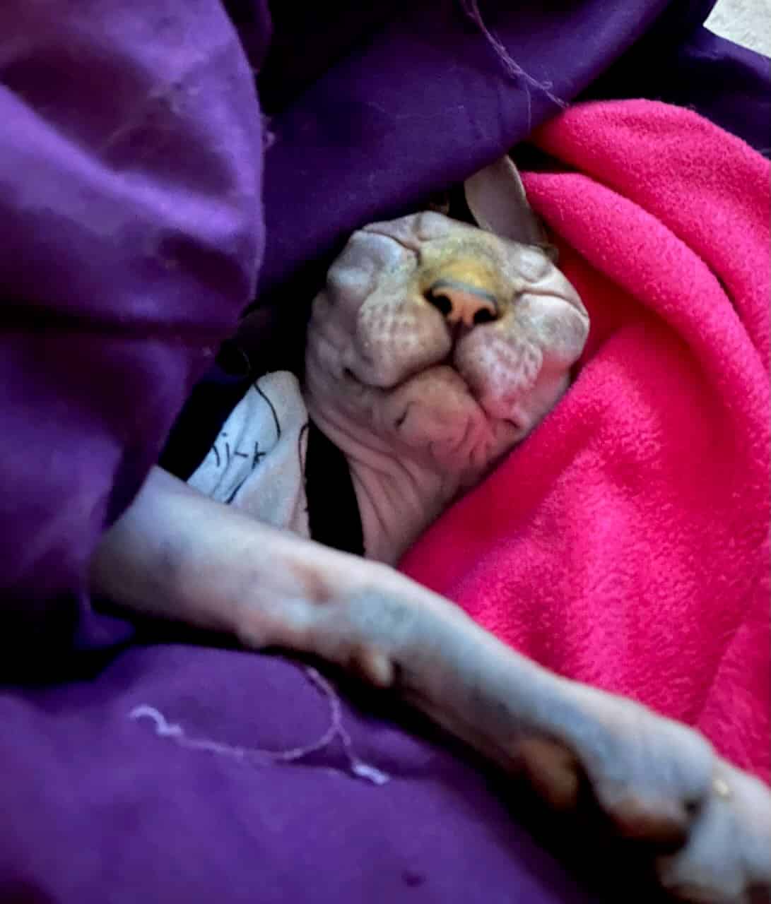 strudel - IMG_1677.jpeg