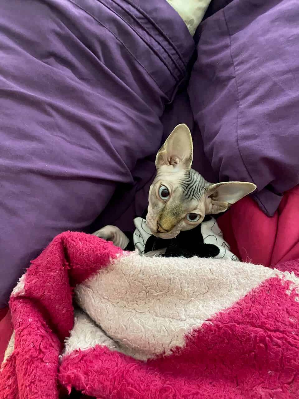 strudel - IMG_1685.jpeg